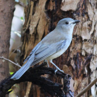 Grey Shrikethrush